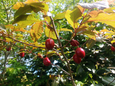 Cherry Plum: Raw or cooked in pies, 
tarts, jams etc. The size of a small plum with a thin skin and a nice sweet flavour. The flesh is somewhat mealy but is also juicy. The fruit can hang 
on the tree until October. The fruit is about 30mm in diameter and contains one large seed.