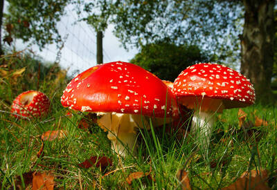 Fly Agaric: Fly agaric is poisonous and 
infamous for its psychoactive and hallucinogenic properties. But, reports of human deaths are extremely rare. It was traditionally used as an 
insecticide. The cap was broken up and sprinkled into saucers of milk. It's known to contain ibotenic acid, which both attracts and kills flies – 
which gave it its name. Edible if frozen below -20c.