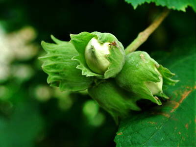 Hazel Nut: Seed - raw or roasted and used in 
breads, cakes, biscuits, sweets etc. An excellent nut for raw eating. They can also be liquidized and used as a plant milk. Rich in oil. The seed 
ripens in mid to late autumn and will probably need to be protected from squirrels. When kept in a cool place, and not shelled, the seed should store 
for at least 12 months. A clear yellow edible oil is obtained from the seed. It is used in salad dressings, baking etc.