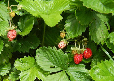 Wild Strawberries.